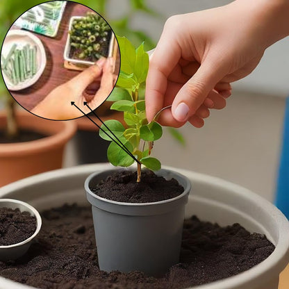 Organic Plant Growth Sticks - 30 Day Slow Release Fertilizer for Indoor & Outdoor Plants